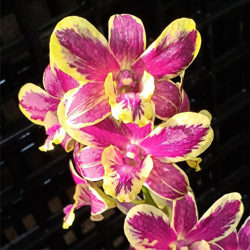 Dendrobium Susan Splash 5% Dendrobium Susan Splash 5%